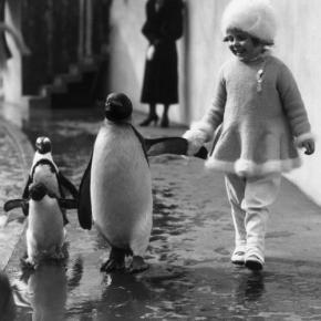Un pingouin en hiver