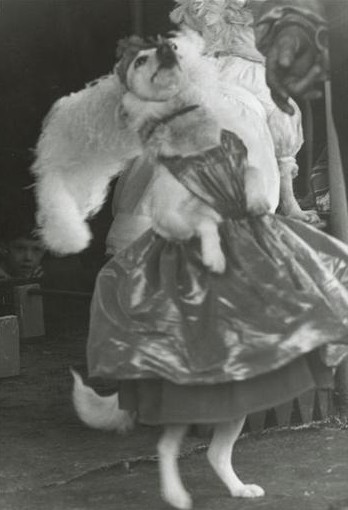 Chien dansant 1958 Foire du Trone Crédits RMN